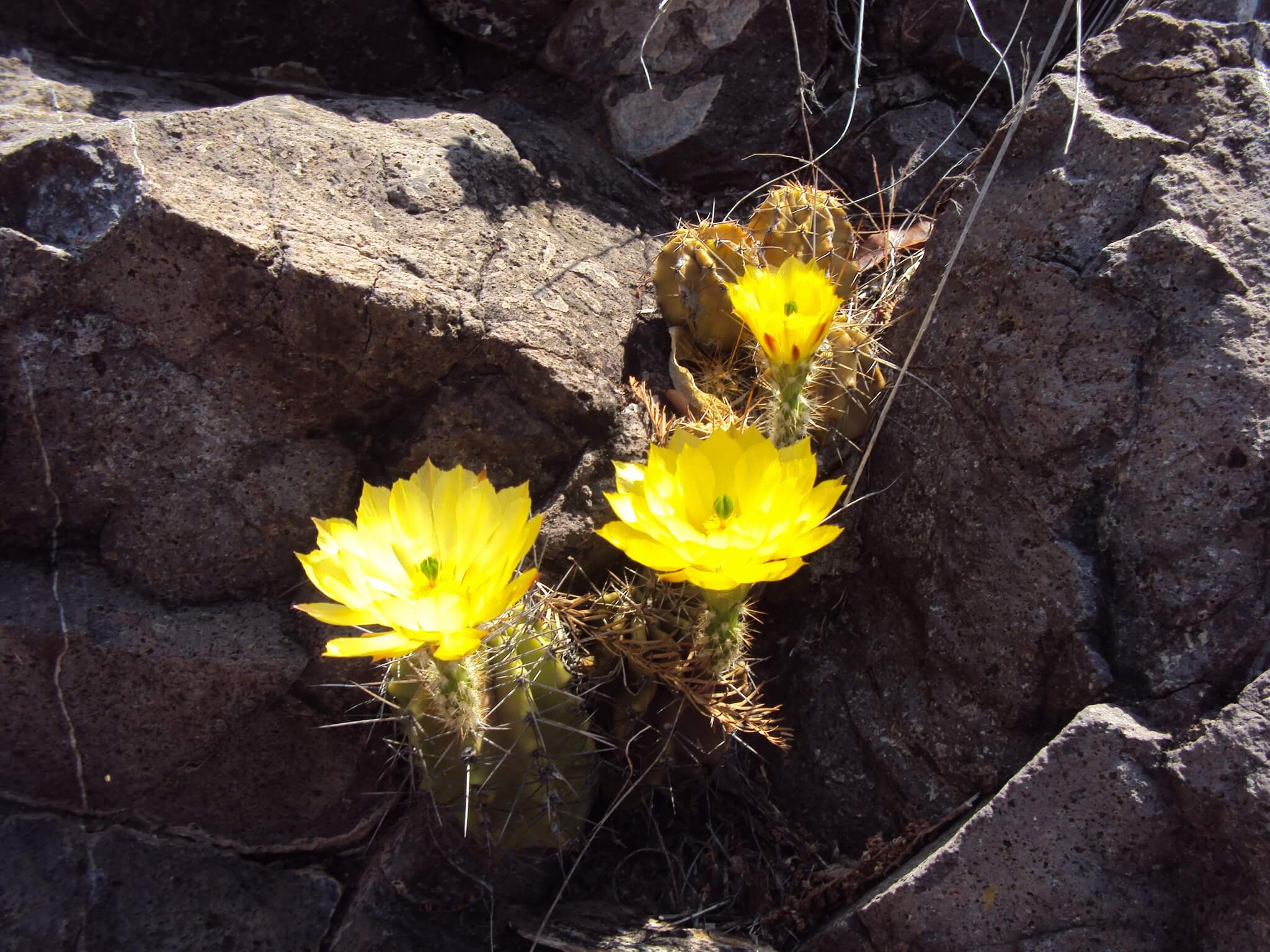 Echinocereus subinermis 